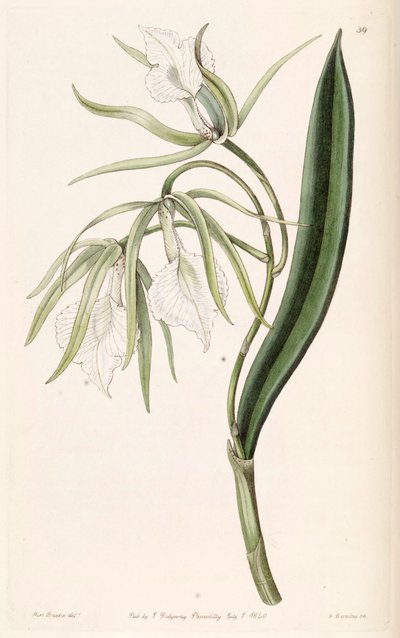 Brassavola venosa door Miss Drake